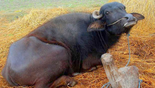      बैतडीमा खोरेत रोगको समस्या   