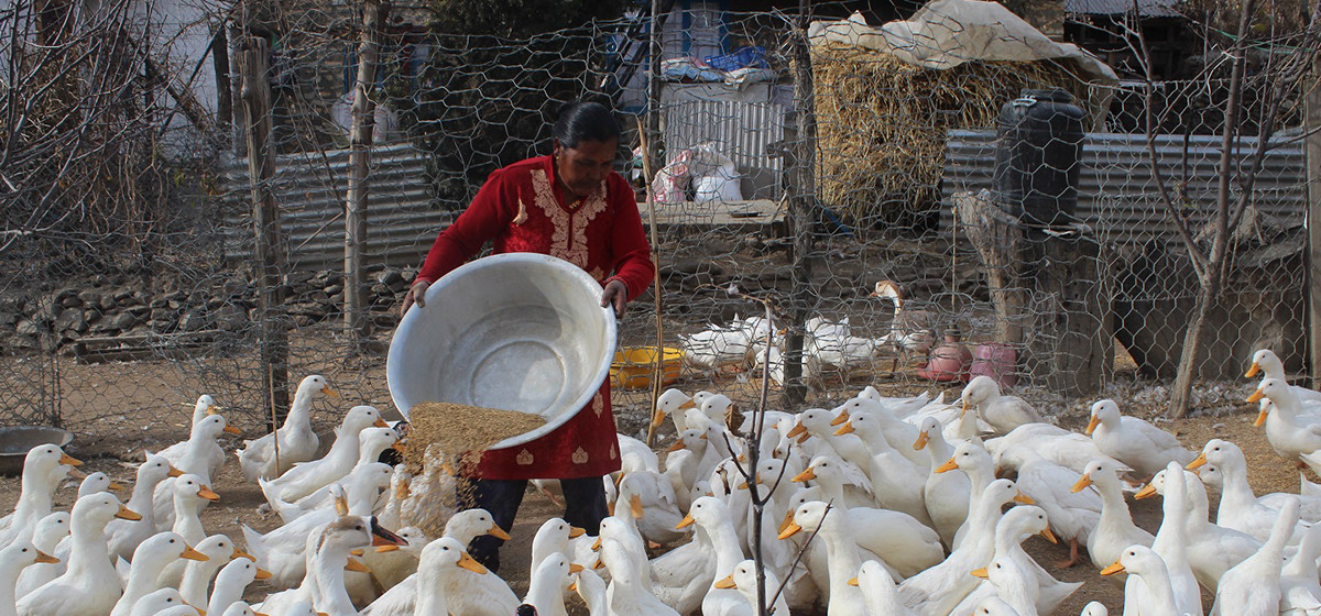 हाँसपालनबाट मनग्य आम्दानी