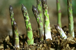 वैदेशिक रोजगारबाट फर्किएर कुरिलो खेती