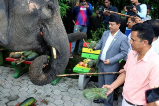 हात्ती वनभोेजका लागि रकम भुक्तानी नगर्न निर्देशन