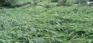 हावाहुरीले  मकै बालीमा क्षति