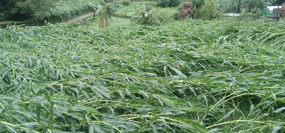 हावाहुरीले  मकै बालीमा क्षति