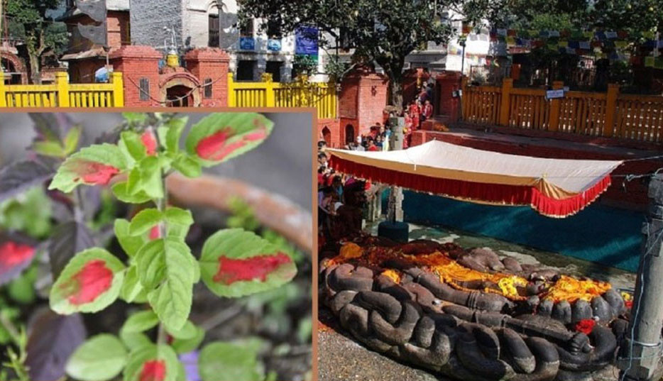 आज हरि बोधिनी एकादशी, यस्तो छ तुलसीको महत्त्व
