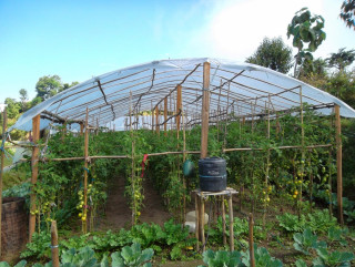 तरकारी खेतीबाट मनग्ये आम्दानी