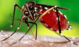 कोशीमा तीन हजारभन्दा बढी डेङ्गु सङ्क्रमित, तीनको मृत्यु