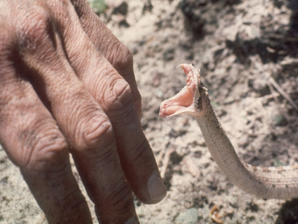 सर्प दंशका बिरामी बढे