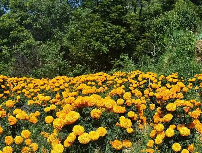 गाउँपालिकाको ५० प्रतिशत अनुदानमा सयपत्री फूलखेती