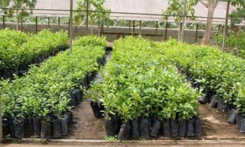 सुन्तला नर्सरीबाट मनग्य कमाइ