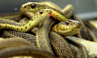 सर्पको बिगबिगी