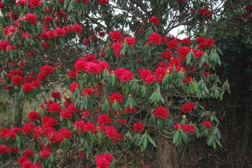 लालीगुराँस संरक्षण अभियान