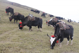 याकखर्कमा चौरीको आलो रगत पिउनेको भीड