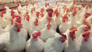 भारतीय कुखुरा अवैधरुमा  आयातले व्यवसायी मर्कामा