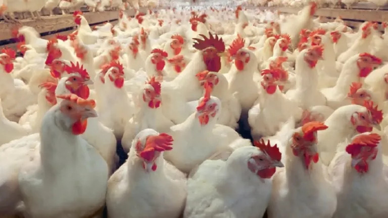 भारतीय कुखुरा अवैधरुमा  आयातले व्यवसायी मर्कामा