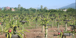 आलेख सेवाः ड्रागन खेतीबाट पतिको सपना पूरा गर्दै