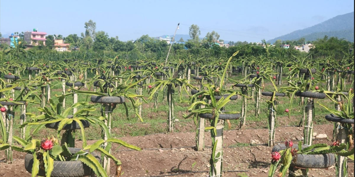 आलेख सेवाः ड्रागन खेतीबाट पतिको सपना पूरा गर्दै
