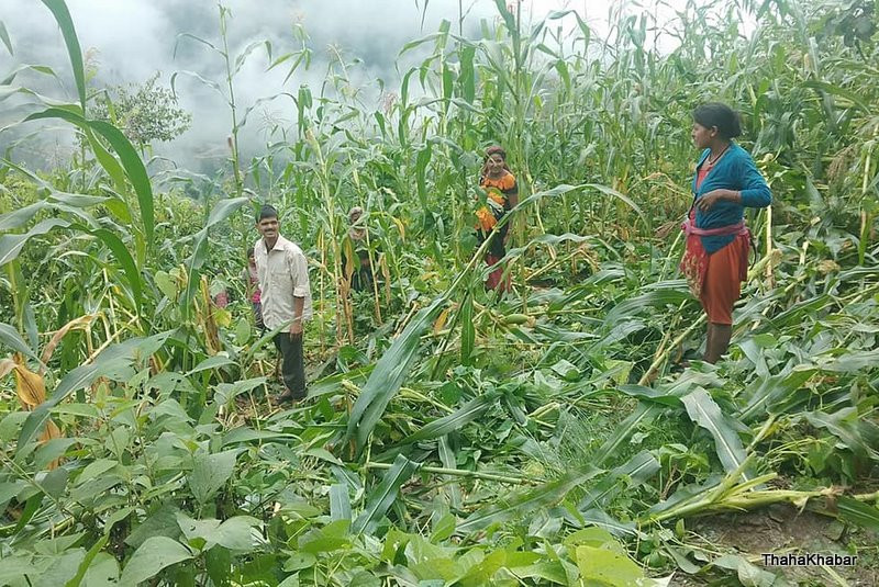 जङ्गली जनाबरले बालीनाली खाएपछि किसान चिन्तित
