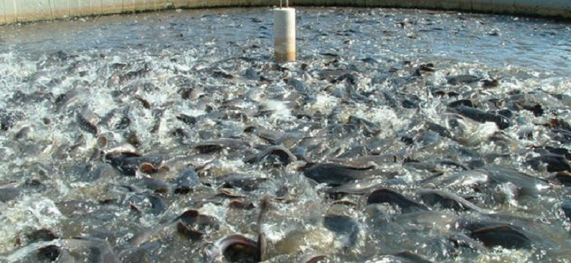 माछापालनबाट मनग्य आम्दानी