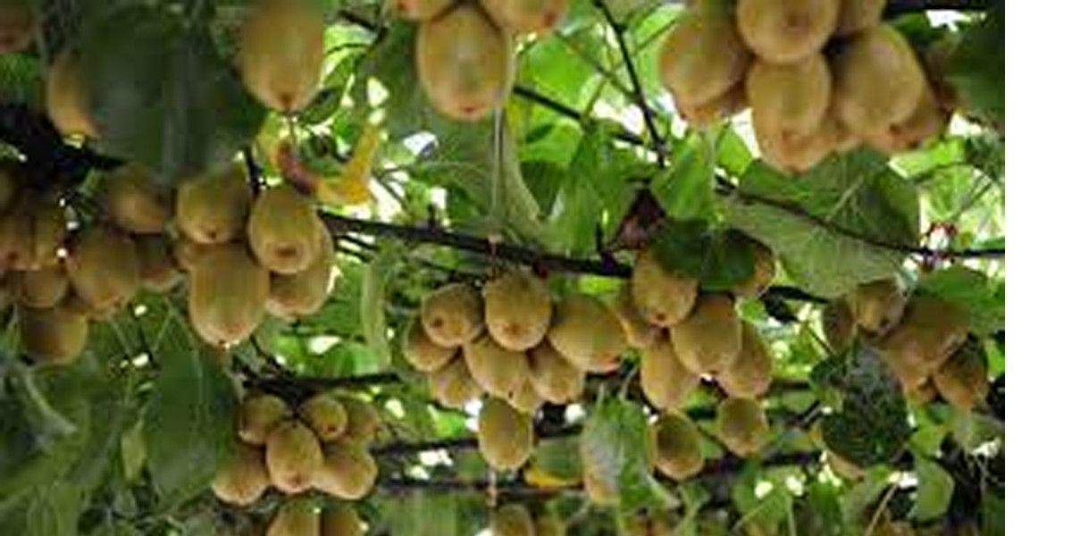 बागलुङको भकुण्डेमा किबी खेती फस्टाउँदै 