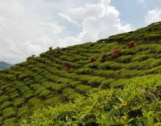 सुन्दर पोखराको अर्को आकर्षण, ल्वाङ गाउँको चियाबारी