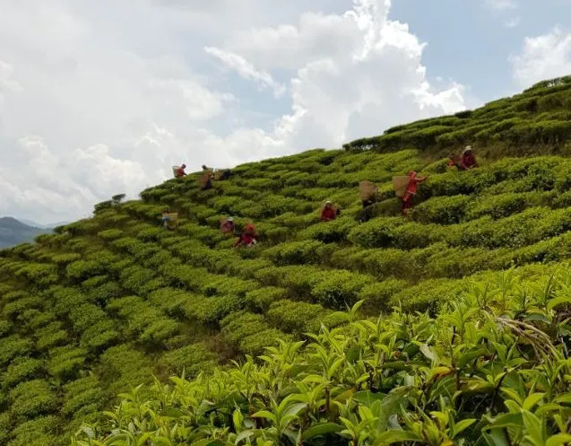 सुन्दर पोखराको अर्को आकर्षण, ल्वाङ गाउँको चियाबारी