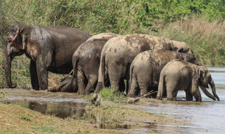 पर्यटक नहुँदा हात्ती सफारी सङ्कटमा