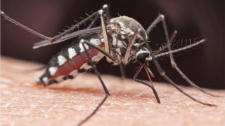 बाँकेकी ९ वर्षीया बालिकामा जापानिज इन्सेफ्लाइटिस पुष्टि