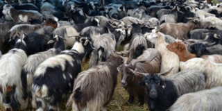 दशैँमा ल्याएको च्याङ्ग्रा नबिकेपछि खाद्यले निकाल्यो लिलामीको सूचना