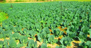 तरकारी खेतीबाट मनग्ये आम्दानी