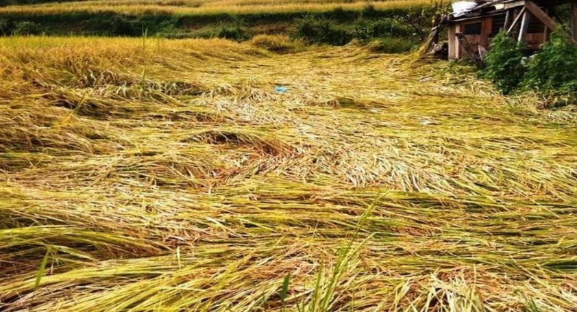 वर्षाले धानबाली नष्ट गरेपछि किसान मर्कामा