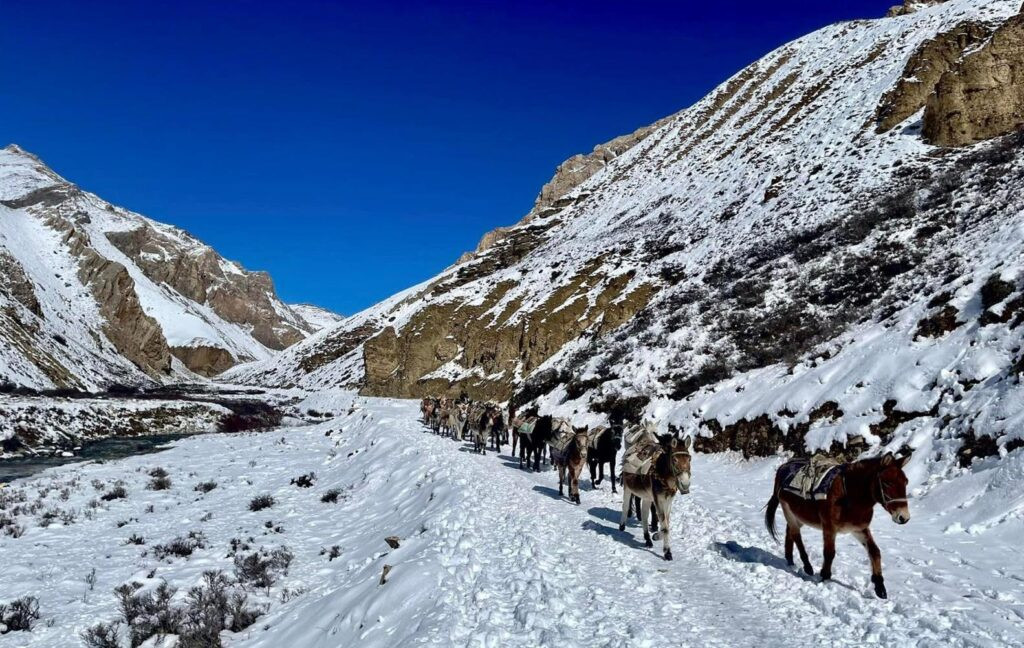 हिउँमा पुरिएर ४५ खच्चड मरे