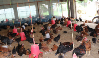 पाइनै छाड्यो स्थानीय जातका कुखुरा