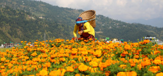 तिहारका लागि फूल र मालाको मूल्य निर्धारण