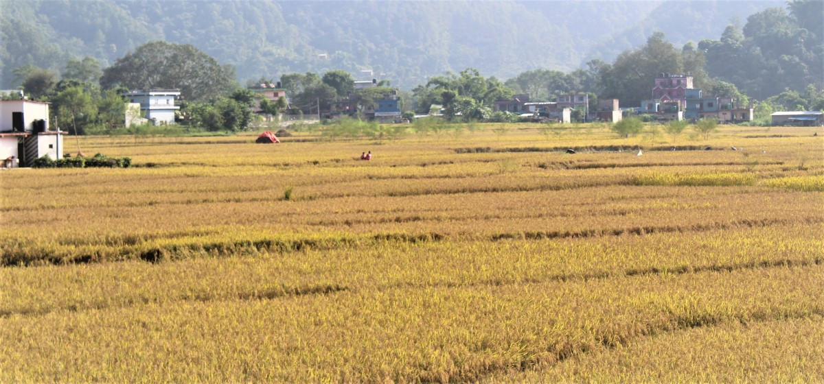 गण्डकीमा बर्सेनि घट्दै धान बालीको क्षेत्रफल