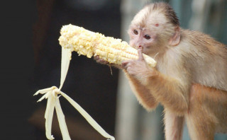 ढोरपाटनमा बाँदर आतङ्क बढ्दैः किसान मर्कामा– भन्छन् कुरुवा नबसे के खाने ? 