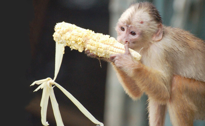 ढोरपाटनमा बाँदर आतङ्क बढ्दैः किसान मर्कामा– भन्छन् कुरुवा नबसे के खाने ? 