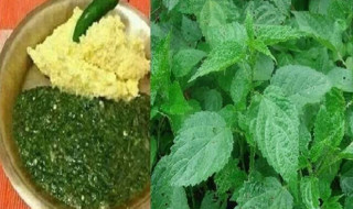 सिस्नु खानुको फाइदै–फाइदा