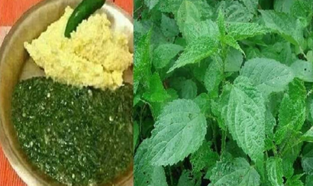 सिस्नु खानुको फाइदै–फाइदा