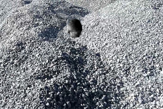 गिट्टीको थुप्रोमा भेटियो मानिसको टाउको, पहिचान खुल्न सकेन