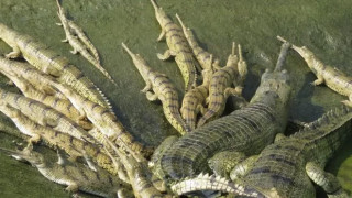 राप्ती नदीको किनारबाट गोहीको २५९ अण्डा सङ्कलन