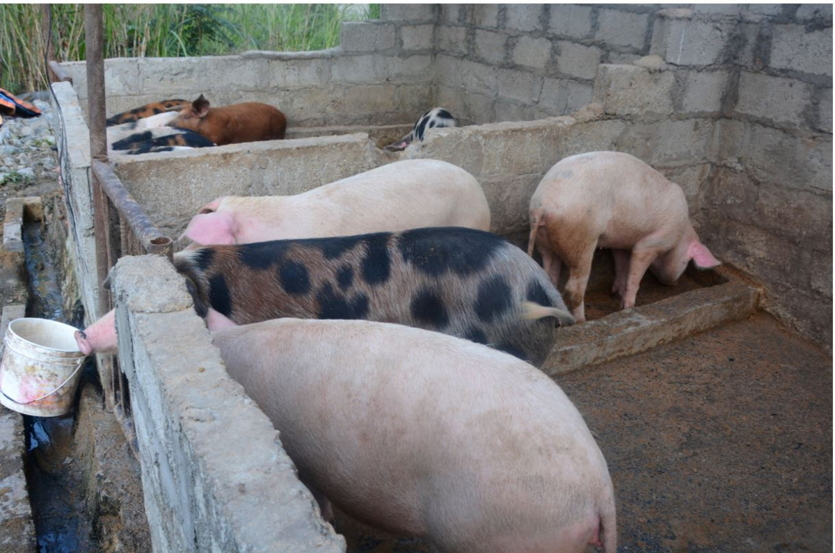 अफ्रिकन स्वाइन फिवरबाट ४ सय बङ्गुर मरे, २ करोडको क्षति, किसान चिन्तित