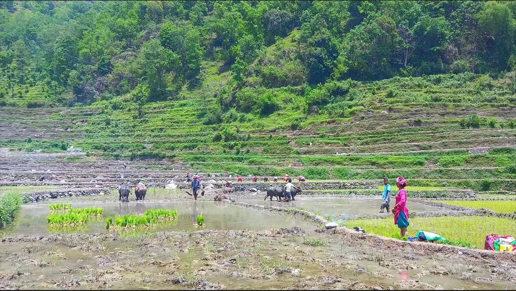 असार नलाग्दै बागलुङमा रोपाइँको चटारो, औसत रोपाइँ जेठमै सकिने