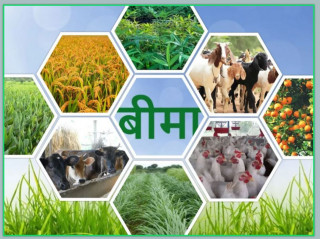 कृषि बिमालेख : सरकारले बिमा कम्पनीहरूलाई पहिलो चरणमा ७२ करोड दिने, बाँकी बक्यौता के होला ?