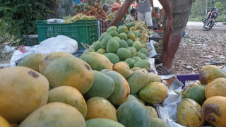 आँप फ्रिजमा राख्न हुन्छ कि हुँदैन ?