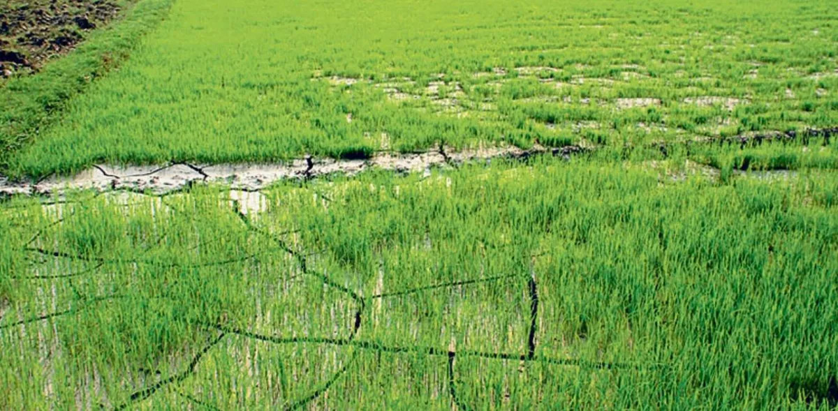 खडेरीको असर: खेतमै सुक्न थाल्यो धान र कोदाको बीउ
