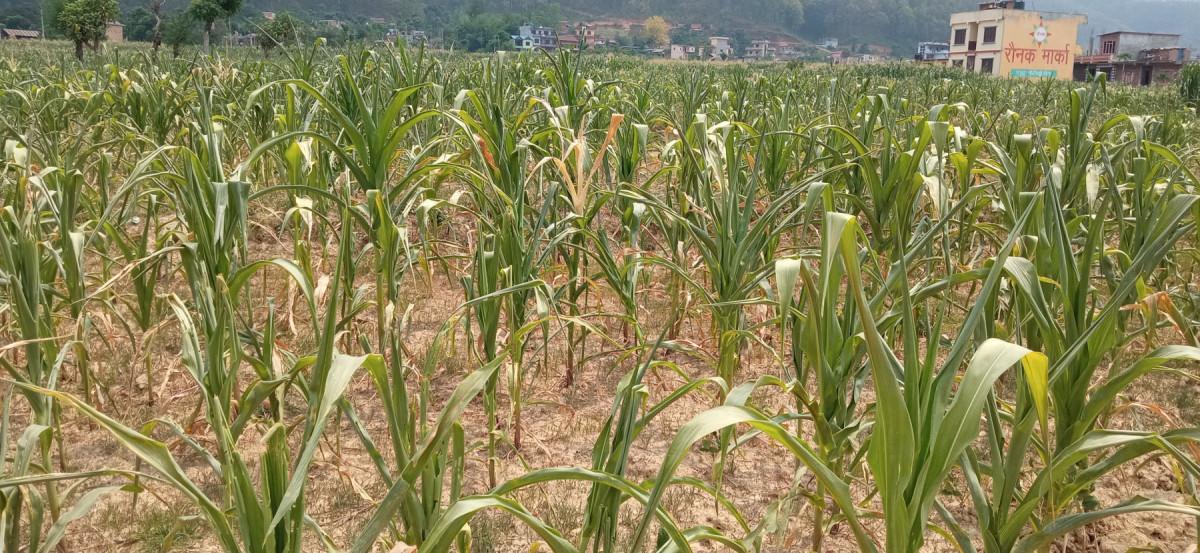 खडेरीले कृषि बालीमा असर