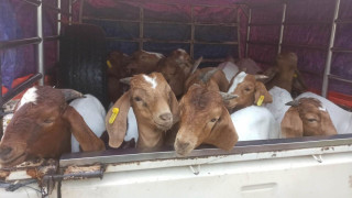 पालुङटार नगरपालिकाका बाख्रापालक कृषकलाई बोयर बोका वितरण