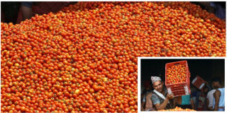 किसानले  मूल्य नपाए पछि कालिमाटी बजारमा फ्याँकियो गोलभेंडा