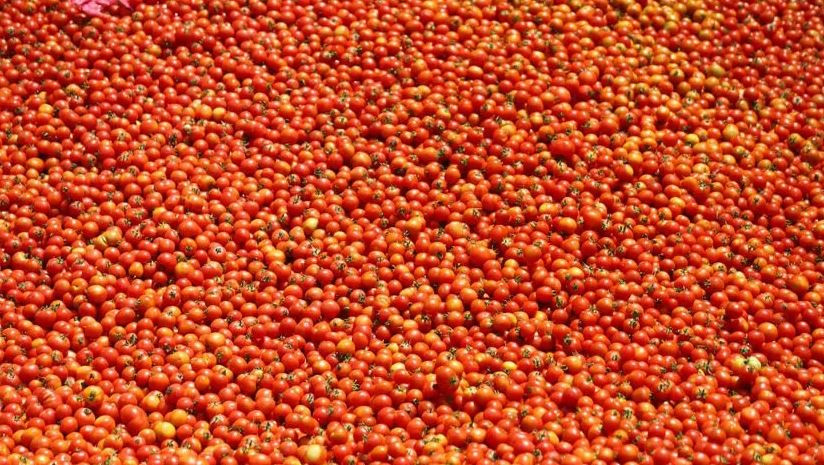 गोलभेँडा खाने सहि तरिका