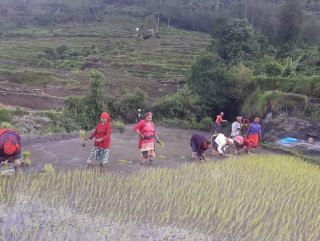 रोपाइँ गर्दै रोपारहरु
