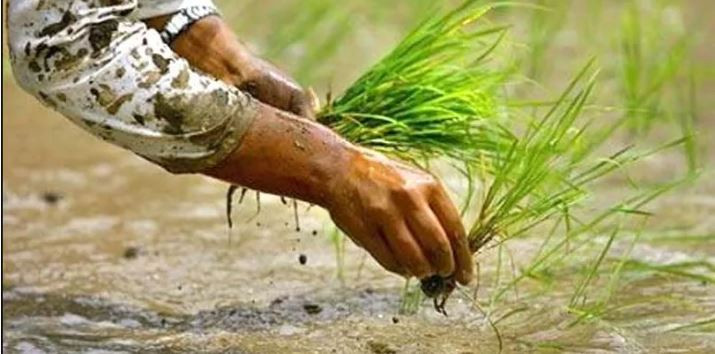 मुलुकभर हालसम्म २७ प्रतिशत मात्रै रोपाइँ, सबैभन्दा बढी सुदूरपश्चिममा, अन्य प्रदेशमा कति ?